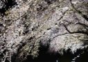 柿内　夜 桜